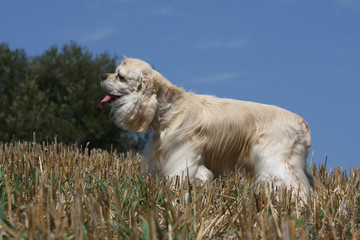 cocker américain,american cocker,clair de profil