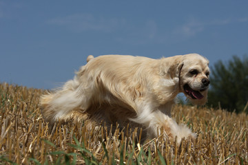 american cocker spaniel walking