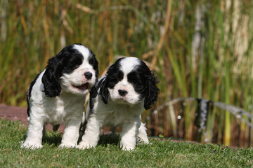 Fototapeta premium deux chiots cockers américains explorant le jardin