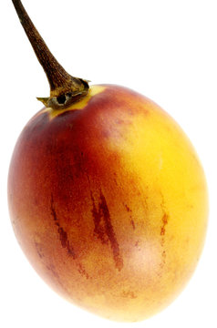 tomate arbuste, tomate en arbre, tamarillo, tree tomato