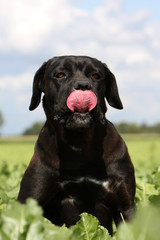 italian corso dog se pourl&eacute;chant les babines