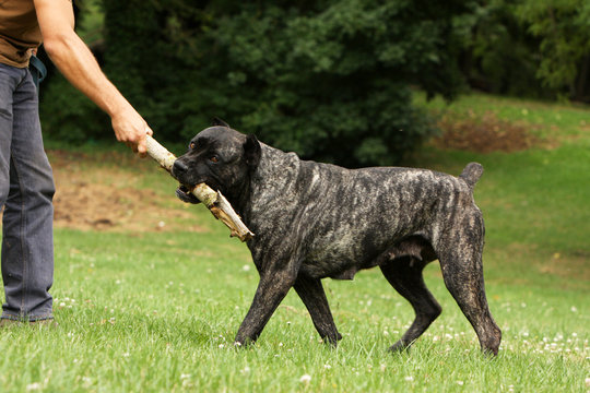 italian corso dog jouant avec son ma&icirc;tre et un b&acirc;ton
