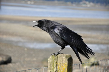 Black crow sitting on post