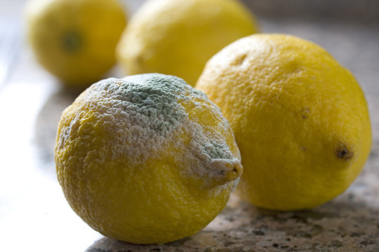 verschimmelte Zitrone