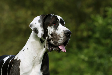 portrait d'un dogue allemand ou great dane de profil