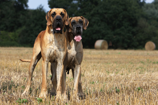 deux dogues allemand (great dane) très ressemblants