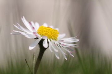 Fototapeta Kwiat obraz