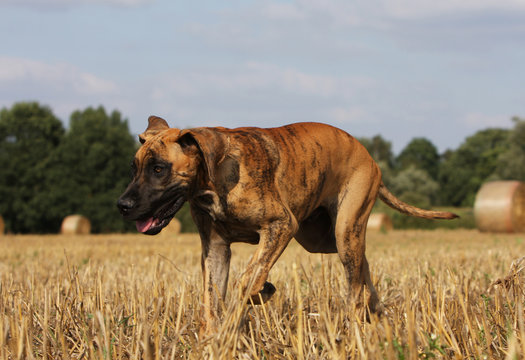 รูปภาพBullenbeisser – เลือกดูภาพถ่ายสต็อก เวกเตอร์ และวิดีโอ68 | Adobe ...