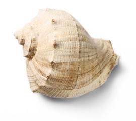 Seashell isolated on the white background