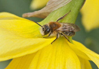 Wildbiene auf Narzisse