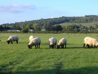 Fototapeta premium grazing sheep