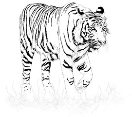 Tiger black and white