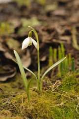 First snowdrop
