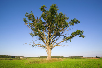 Fototapeta na wymiar Old oak in the green meadow