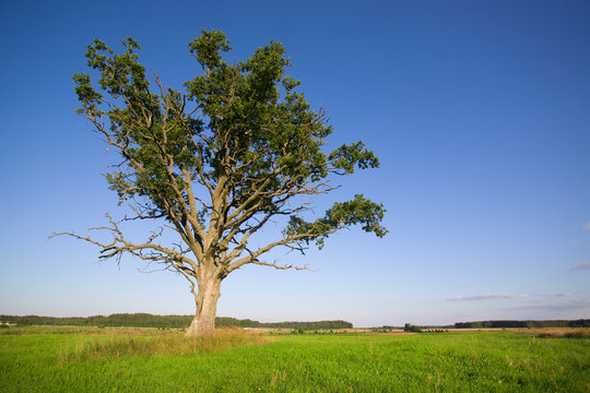 Old oak in the green meadow