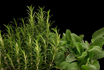rosmarino e salvia