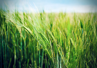 Field of wheat. Shallow depth-of-field