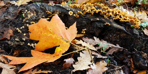 Autumn leaves and fungi