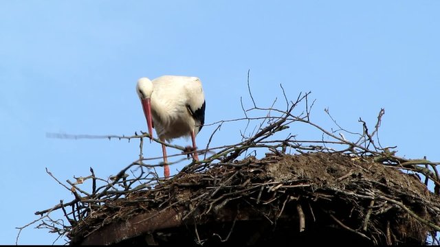Storch