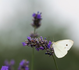 Lavender flowers and White butterfly
