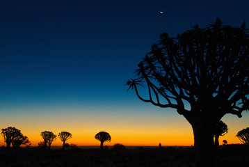Köcherbäume im südlichen Afrika - Abendlicht