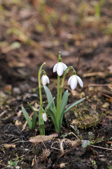 snowdrop flowers