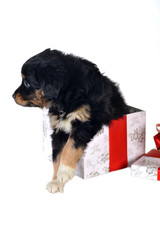 puppy and gift box