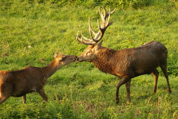 Küssendes Reh und Hirsch
