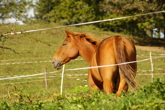 Pferd auf Weide