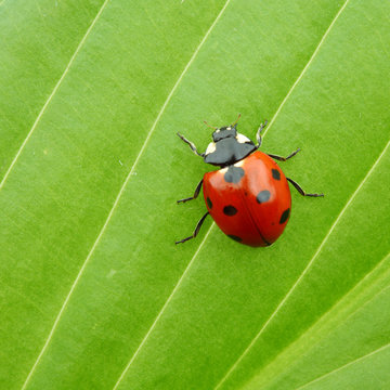 Ladybug On Leaf