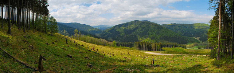 forest managed under systems involving coupes