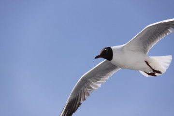 seagull