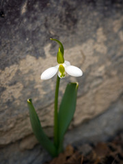 Snowdrop