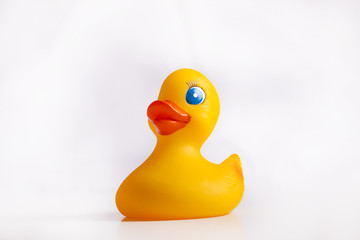 Yellow duck