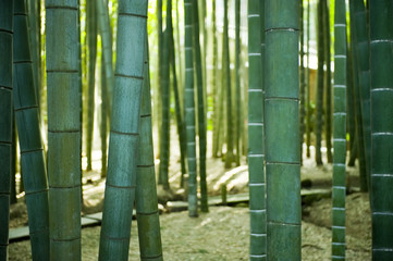 Fototapeta premium Kamakura, Bamboo Forest