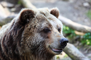 Obraz premium Close-up of brown bear