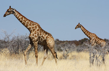 Group of giraffes
