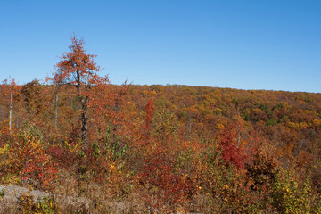 Hillside in the fall