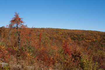 Hillside in the fall