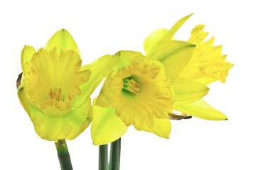 Trio of Daffodils