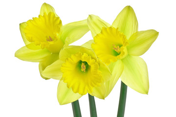 Trio of Daffodils 3