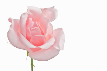 Pink Rose Full Bloom