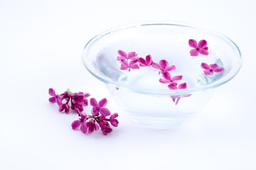 Obraz na płótnie Canvas Lilac and a bowl of water