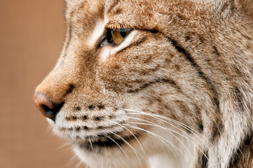 lynx bobcat