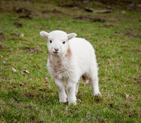 Single new born lamb