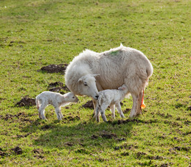 New born lamb twins with mother