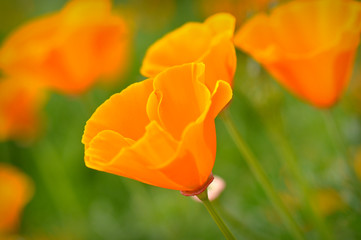 Fototapeta na wymiar Wiosna California Poppy makro