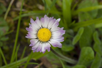 Obraz premium Daisy Flowers in a Garden