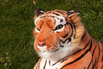 Head of a toy Bengal tiger