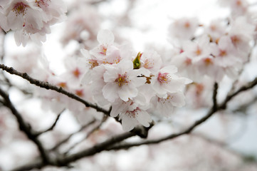 亀池の桜